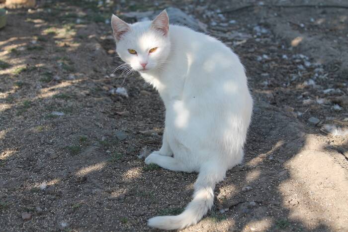 The owner of the poultry yard - My, The photo, cat, Pet the cat, Cat family, Fluffy, Cat lovers