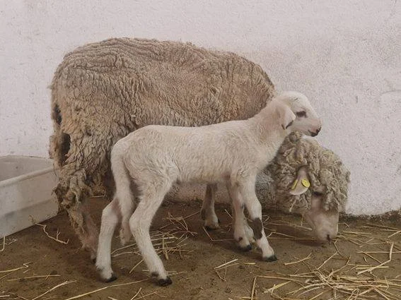 First genetically modified lamb born in Spain - Lamb, Sheeps, Genetic modification, Spain, Scientists, Experiment, Pets, Telegram (link)