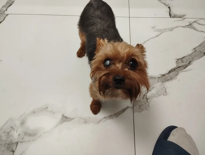 Found a Yorkie, Moscow Region, Lyubertsy District - My, Dog, Found a dog, Yorkshire Terrier, Yorkshire, Dog lovers, Lost, Longpost