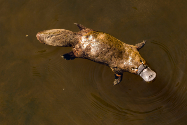 Gangsters of the Biosphere. Issue #1 - Platypus - My, Humor, Animals, Biology, Platypuses, Facts, Longpost