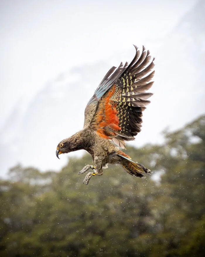 Kea - Endangered species, Kea, A parrot, Birds, Endemic, Wild animals, wildlife, New Zealand, The photo