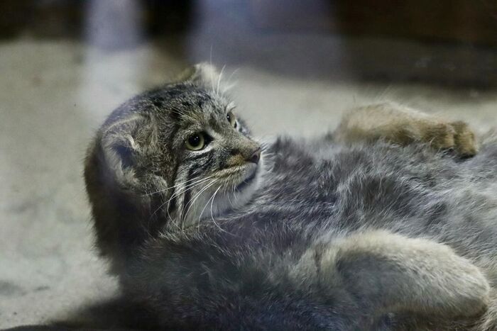 ���� ��� �����