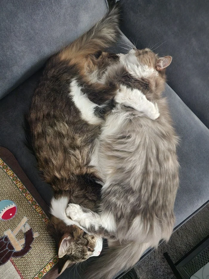 Yin and Yang. Aka 69 - My, cat, 69, Mobile photography