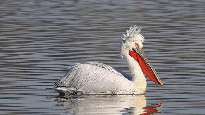 A pelican that lives in Russia - My, Animals, Biology, Nature, Around the world, In the animal world, Birds, Pelican, Rare view, Biologists, The photo, Longpost