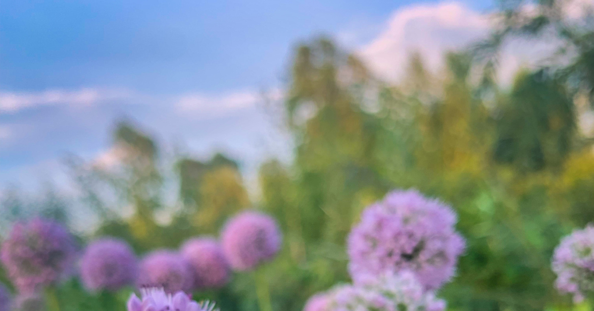 Цветочный лук | Пикабу