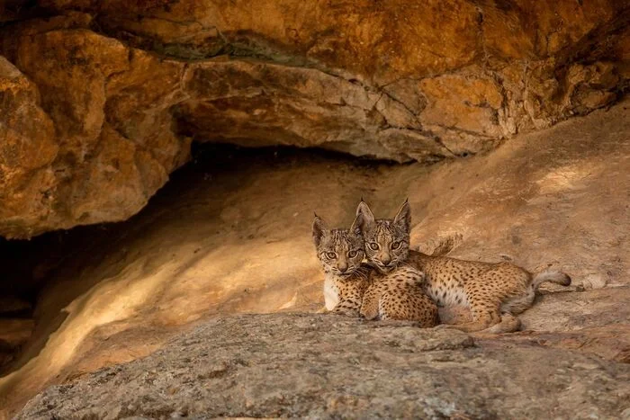 Pyrenean lynx cubs - Endangered species, Pyrenean lynx, Lynx, Lynx, Small cats, Cat family, Predatory animals, Wild animals, wildlife, Reserves and sanctuaries, Spain, The photo