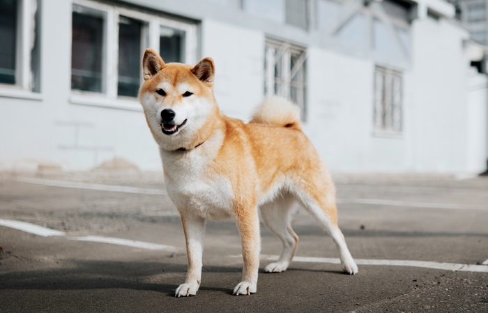 Сиба ину