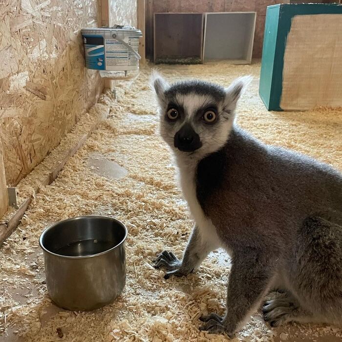 My face when I found out that... - My, Zoo, Forest Embassy, Saint Petersburg, Lemur