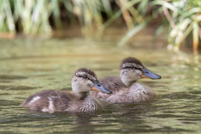 Young mallards - My, Duck, Mallard duck, Photo hunting, Chick, Ornithology, Ornithology League, Bird watching, Rostov region