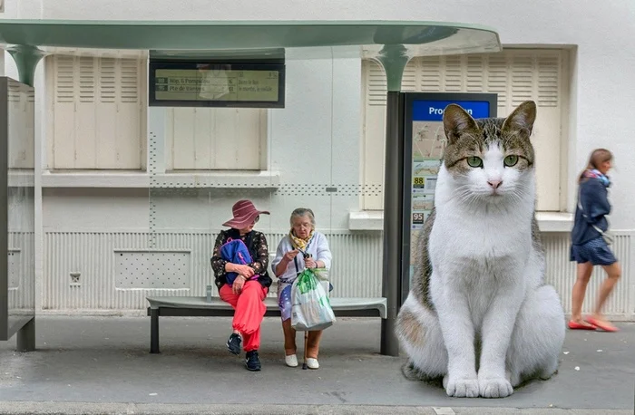 Первый осенний понедельник - Моё, Кот, Понедельник, Остановка, Photoshop, Коллаж, Осень