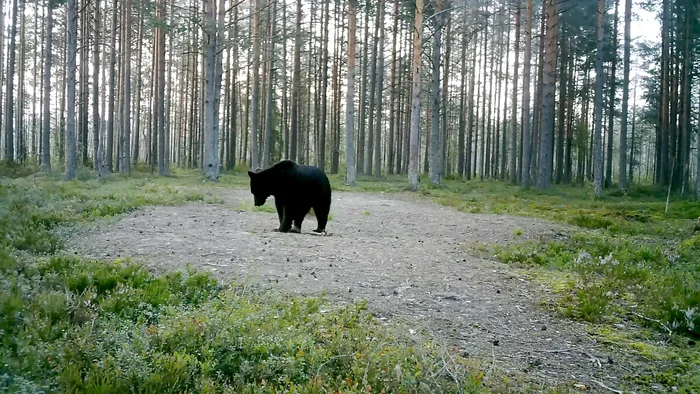 In Vsevolozhsk district a bear looked into a video camera - My, Leningrad region, The nature of Russia, The Bears, Pavel Glazkov, Each creature has a pair, Video, Video VK, Longpost, The photo, Brown bears