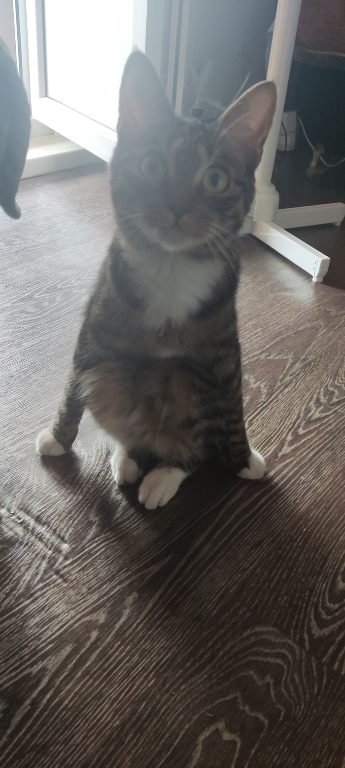 Устала тыгыдыкать, присела