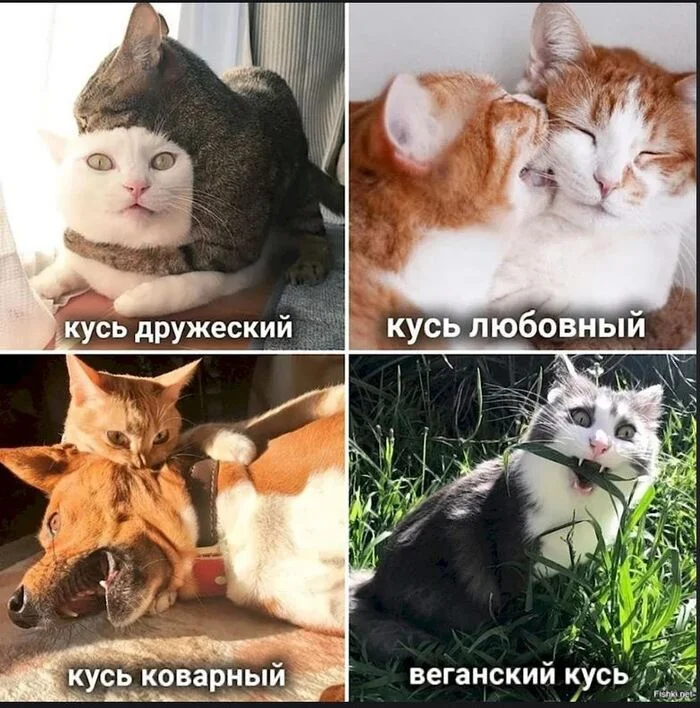 Which one will you choose? (: - cat, No rating, Helping animals, Homeless animals, In good hands, Kindness, Paws, Cat lovers, VKontakte (link)