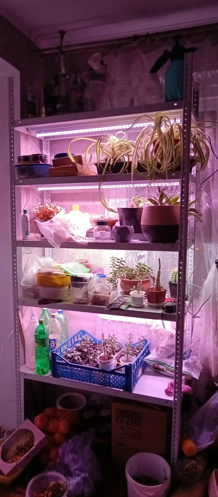 How I made a rack with additional lighting for plants and seedlings - My, Illumination, Plants, Seedling, Rack, Backlight, Autumn, Winter, Cactus, Лампа, Houseplants, Hot peppers, LEDs, Garden, Garden, Growing, Light, Automation, Flowers, Moonshine, Longpost