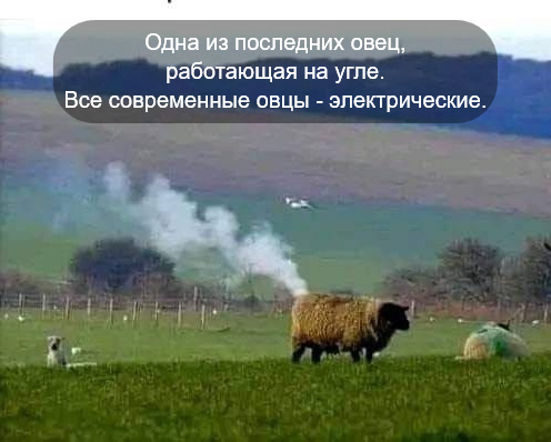 Rare )) - Sheeps, Coal, Electricity, Picture with text, Repeat, Humor