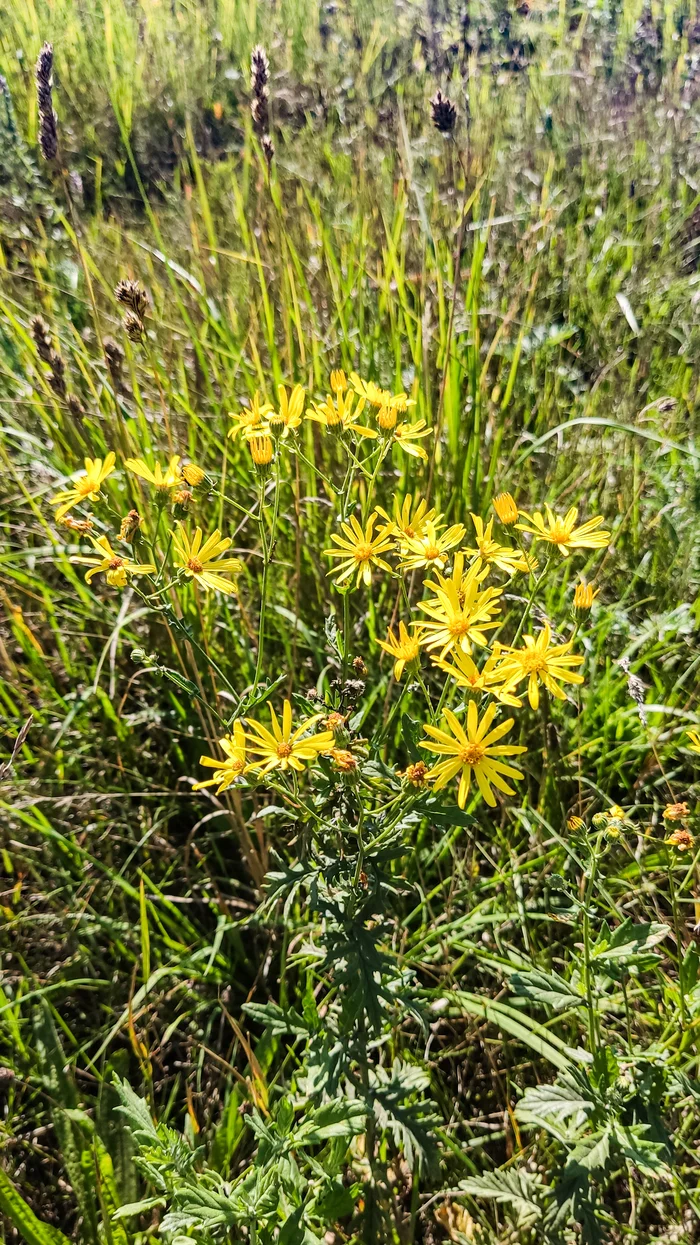 Photo project Let's take a closer look post #81. Common groundsel - Bloom, Nature, Macro photography, The photo, Plants, The nature of Russia, Microfilming, Beautiful view, Insects, Grass, Longpost