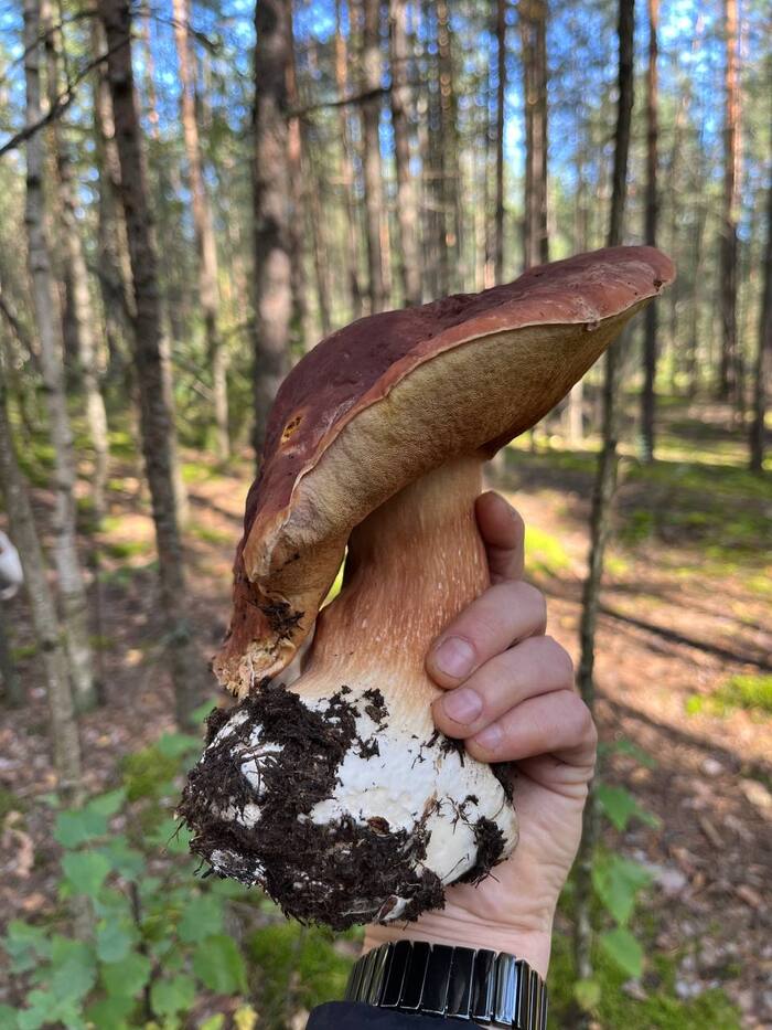 Mega Mushroom - Forest, Mushrooms, Big size, Nature, Vegetables, Mutant, People, Perm Territory, Permian, beauty, Longpost