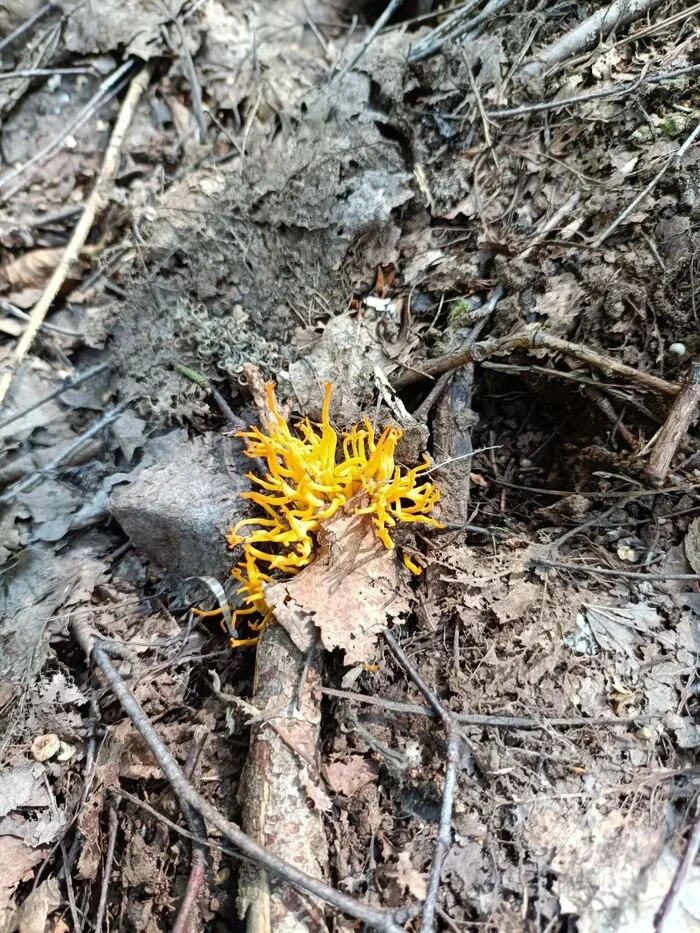 Rare specimens of silent hunting - My, Chanterelles, Mushroom pickers, Red Book, Silent hunt, Longpost