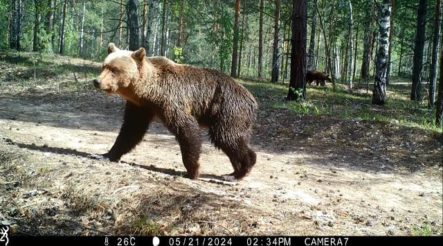 Mating season for bears in the Kerzhensky Nature Reserve - Brown bears, Mating season, Kerzhensky Reserve, The Bears, Nizhny Novgorod Region, Wild animals, wildlife, Dangerous animals, Video, Telegram (link)