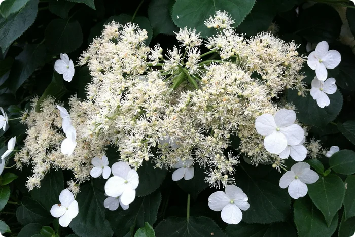 Hydrangea petiolate variety Cordifolia - My, Garden, Gardening, Plants, Garden, Longpost