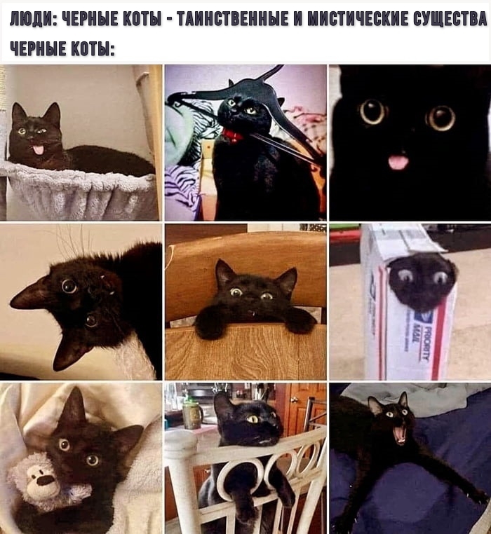 Black cats - Humor, Picture with text, Memes, Hardened, cat, Black cat, 9GAG