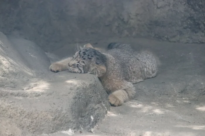 I'm exhausted - Pallas' cat, Young, Predatory animals, Zoo, Cat family, Wild animals, Small cats, Dream