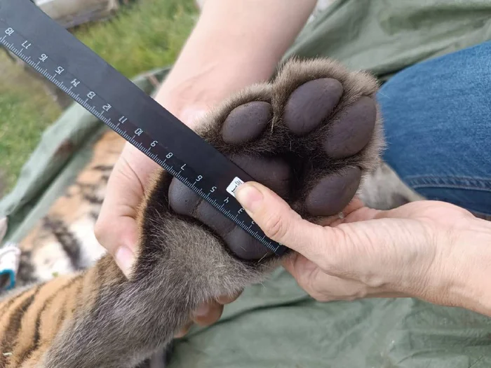 Continuation of the post Amur tiger died after being hit by a train in the Khasansky district of Primorsky Krai - Amur tiger, Killing an animal, Khasan district, Primorsky Krai, Tiger, A train, Incident, Big cats, Railway, Predatory animals, Wild animals, Cat family, Bridge, Расследование, Reply to post, Telegram (link), Longpost, Negative