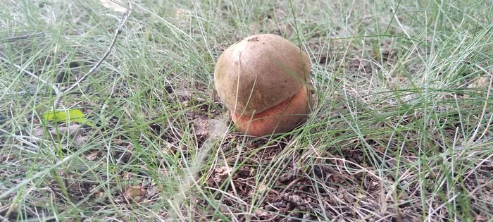 Mushrooming - My, Images, Mushrooms, Forest, Leisure, The nature of Russia, Longpost