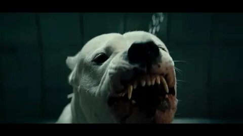 Domain 2023 - the pack will be happy - My, Drama, Dog, Flock, Justice, Music, Luc Besson, Longpost