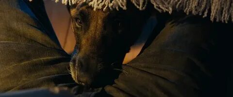 Domain 2023 - the pack will be happy - My, Drama, Dog, Flock, Justice, Music, Luc Besson, Longpost