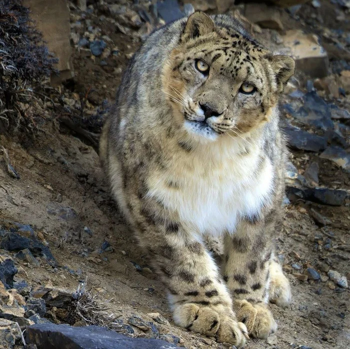 Snow Leopard's Gaze - Snow Leopard, Big cats, Cat family, Predatory animals, Wild animals, The photo, Sight, Telegram (link)