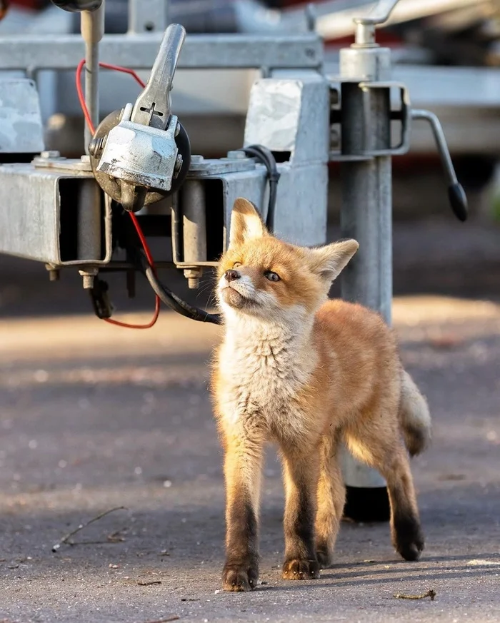 When I took a bite and there was no response... - The photo, Fox, Animals, In the animal world, Kus, Longpost