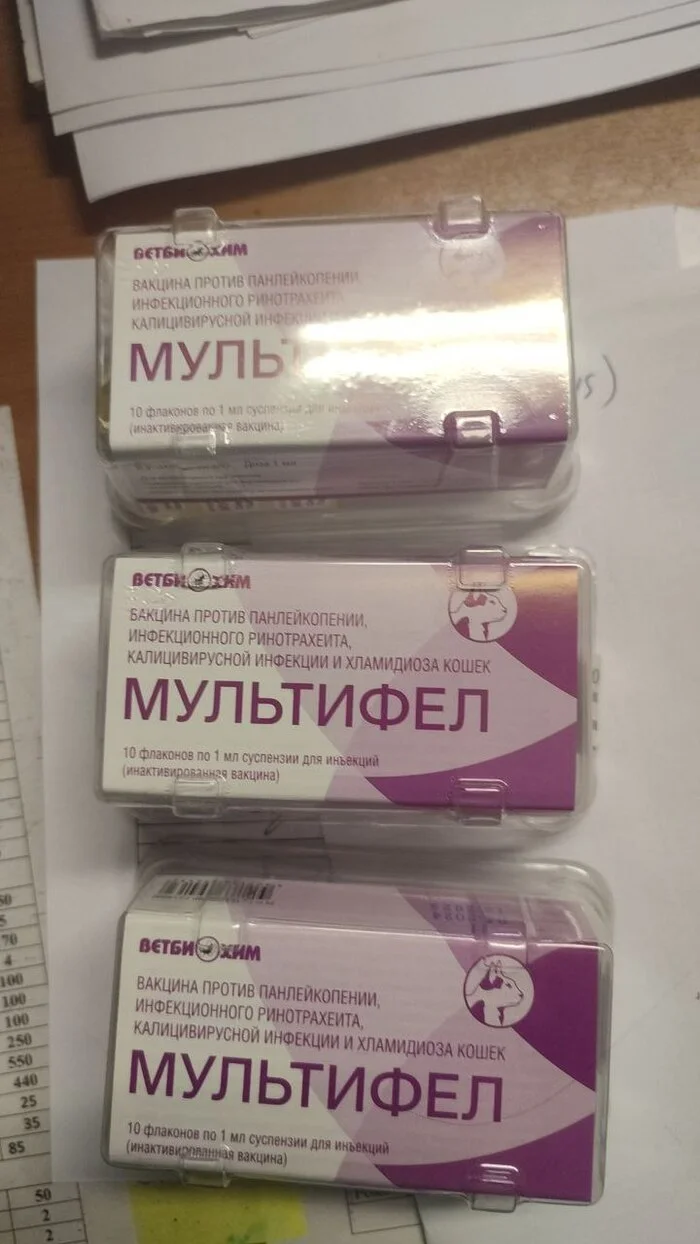 I bought vaccinations. 30 pieces. Multifel for new abandoned animals - My, cat, Animal Rescue, Vertical video, Helping animals, Donates to Peekaboo, Longpost