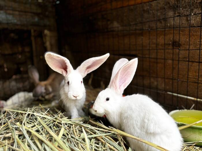 Rabbits - My, Rabbit, Village, Rabbit breeding, Animals, Livestock breeding, iPhone, Longpost