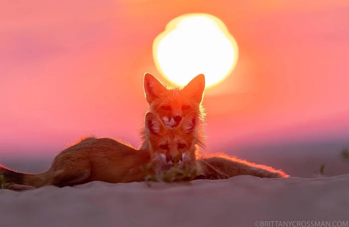 Foxy Romance (by Brittany Crossman) - Fox, Canines, Aesthetics, Romance, The photo, Beach, Animals, Milota, Longpost