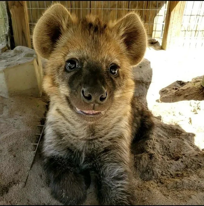 A selection of hyenas - Hyena, Spotted Hyena, Milota, Animals, Longpost