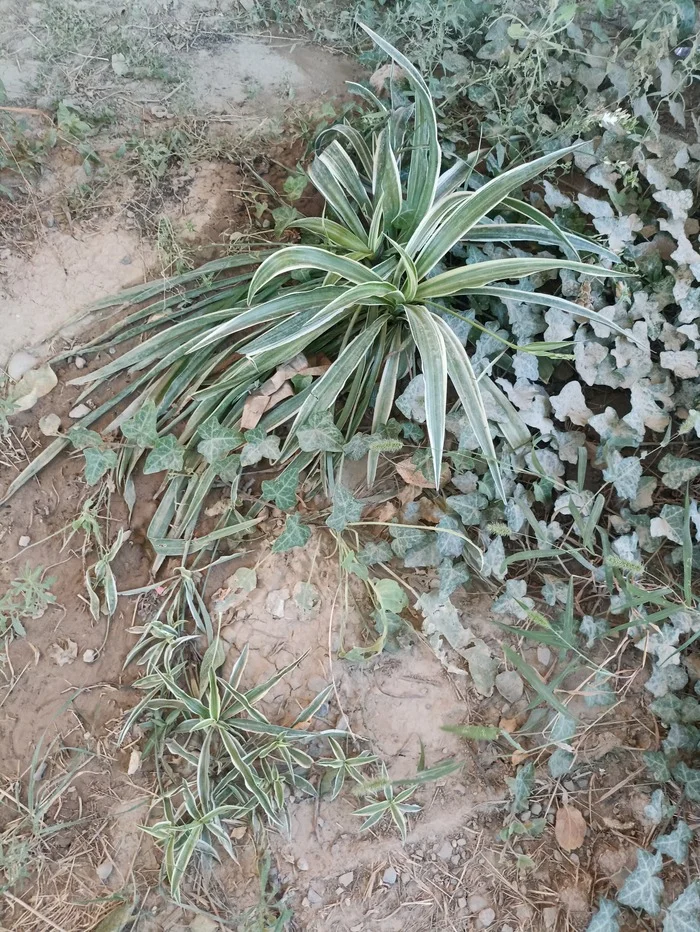 What kind of plant is growing in our yard in Shymkent now? - My, Shymkent, Question, Botany, Chlorophytum, Ask Peekaboo