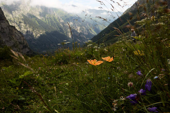 Poppies - My, Travels, Landscape, Caucasus, Flowers, The mountains, Longpost