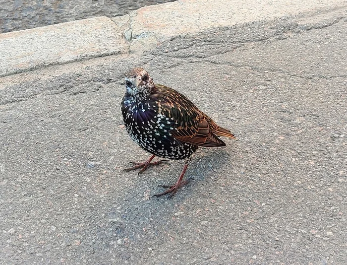 Something on the bird - My, Emotions, Nature, Starling, Birds, Bird watching, Little Bird, Tweets, Ornithology, Video, Vertical video