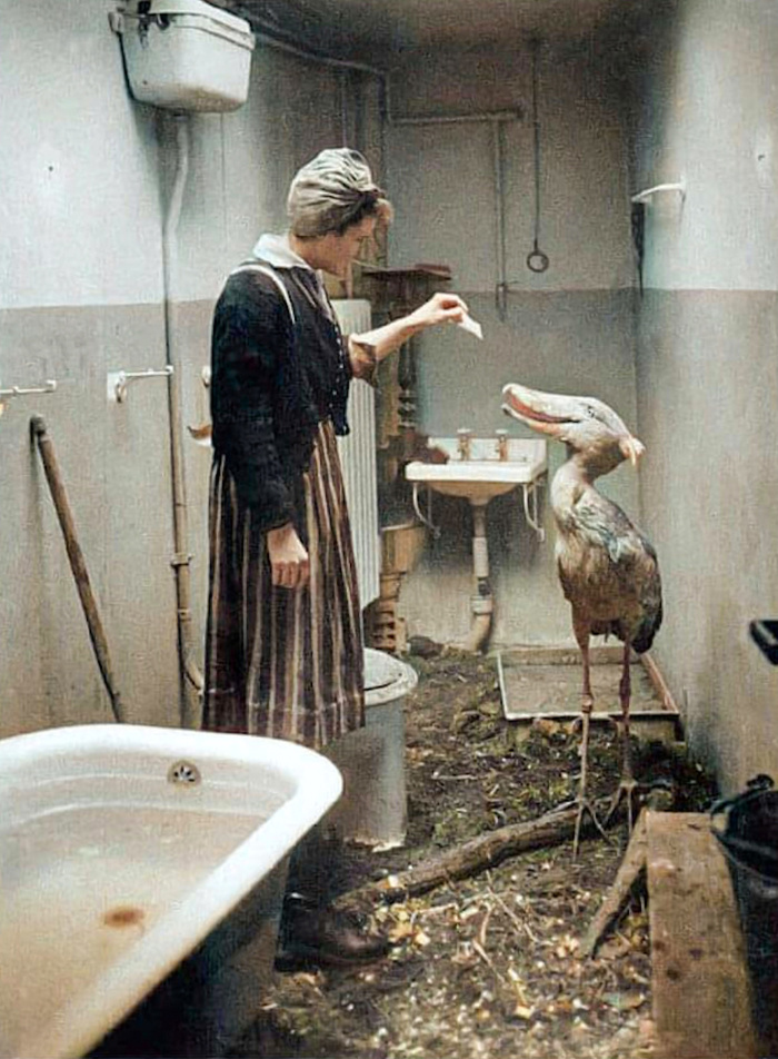 Осколки истории : Интересные и редкие ретро-фотографии Европы. 20 раскрашенных фотографий ХХ века. Часть VI Историческое фото, Старое фото, Фотография, Колоризация, Италия, Германия, Франция, Англия, Швейцария, Нидерланды (Голландия), 20 век, Великобритания, Европа, Длиннопост