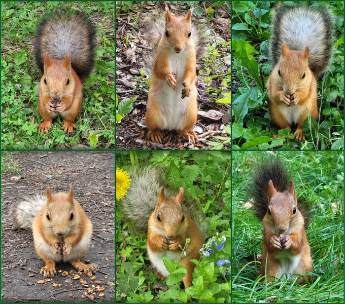 Summer squirrels - My, Squirrel, Wild animals, Mining