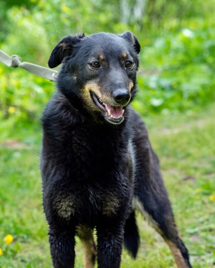 Bertochka... the smiling dog - Overexposure, Homeless animals, In good hands, Volunteering, Dog, Permian, Shelter, The rescue, Longpost