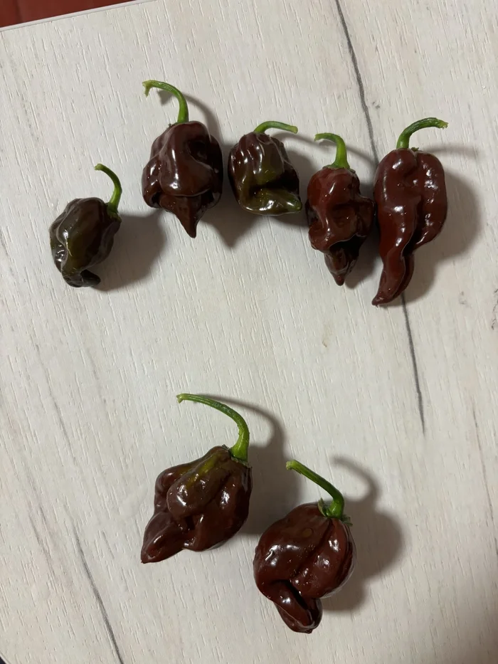 Pepper from hell - My, Hot peppers, Acutely, Need advice, The photo