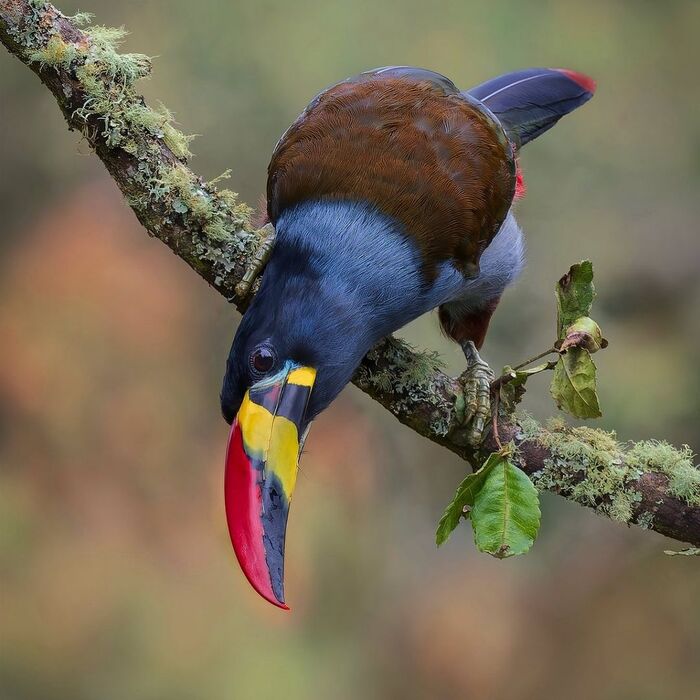 Голубая андигена