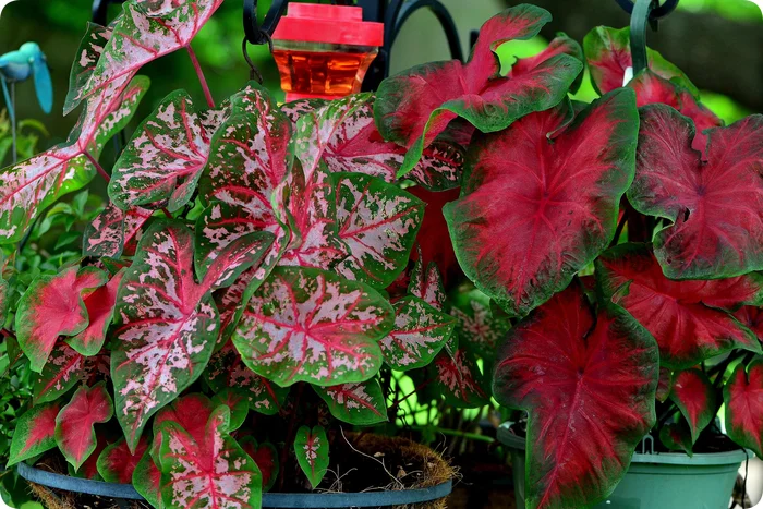 Caladium bicolor - My, Plants, Garden, Gardening, Houseplants, Bloom