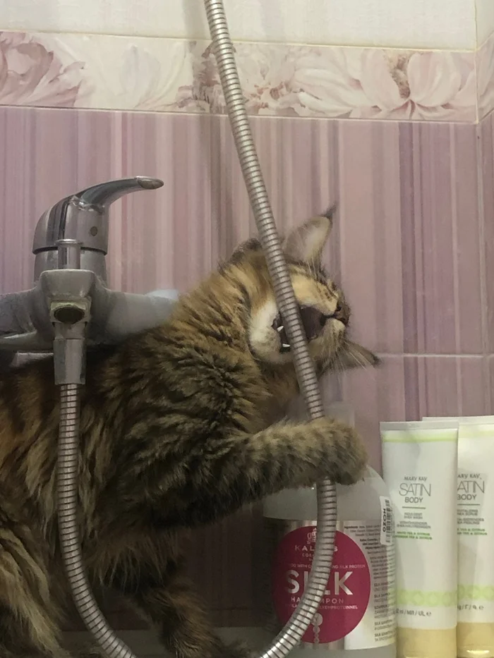 How a Dog-Lover's Asshole Was Turned into a Cat-Lover - Longpost, Cat lovers, Maine Coon, cat, Sadness, Shame