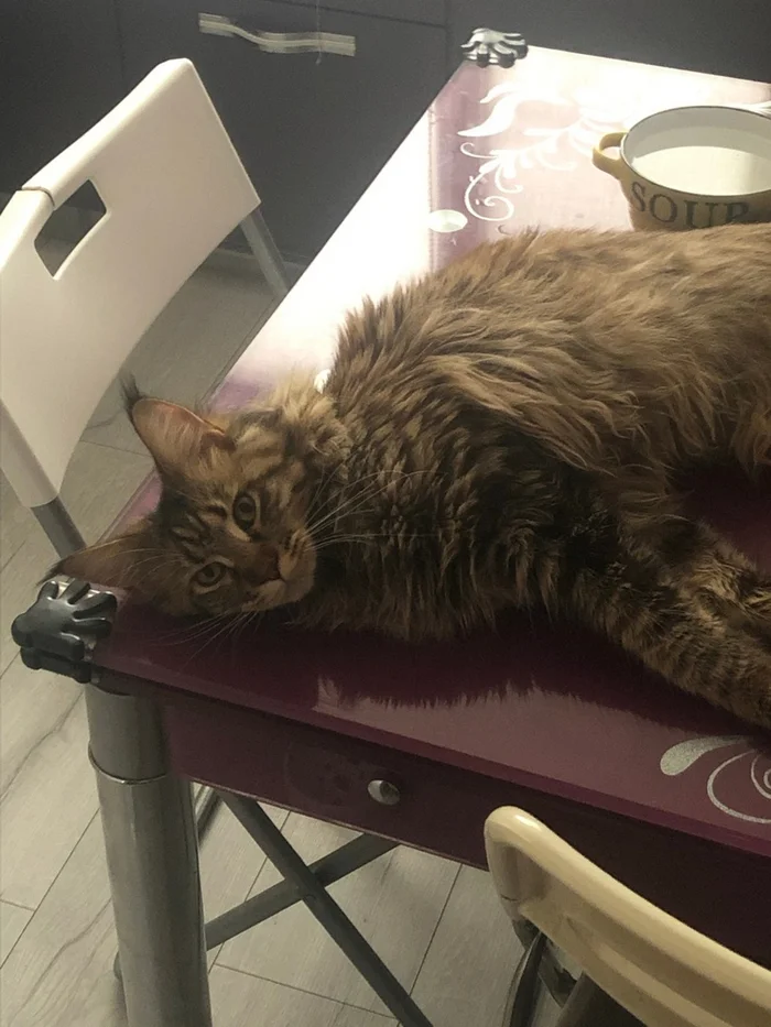 How a Dog-Lover's Asshole Was Turned into a Cat-Lover - Longpost, Cat lovers, Maine Coon, cat, Sadness, Shame