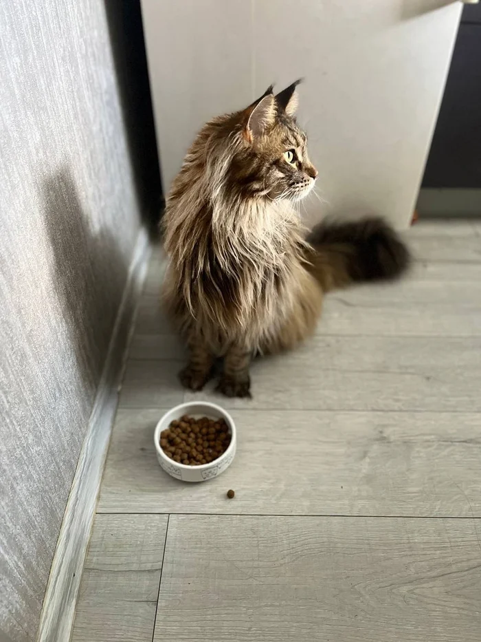 How a Dog-Lover's Asshole Was Turned into a Cat-Lover - Longpost, Cat lovers, Maine Coon, cat, Sadness, Shame
