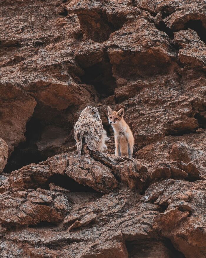 Mousers' meeting to exchange experiences - Fox, Canines, Predatory animals, Owl, Owl, Birds, Predator birds, Wild animals, wildlife, Ladakh, India, The photo