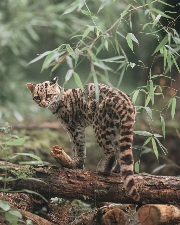 Long-tailed cat - Margay, Small cats, Cat family, Predatory animals, Wild animals, Zoo, The photo